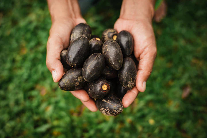 FROM THE FORESTS OF THE PHILIPPINES, TO THE PAGES OF FORBES